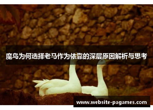 魔鸟为何选择老马作为依靠的深层原因解析与思考 魔鸟为何选择老马作为依靠的深层原因解析与思考